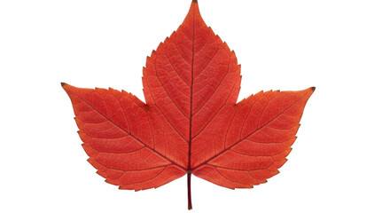 Isolated Red Maple Leaf