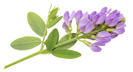 Obraz premium Isolated Violet Flowers