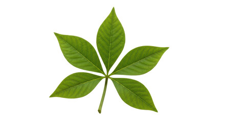 Fototapeta premium Isolated Green Leaf