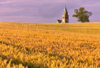 Kościół i samotne drzewo wśród zbóż
