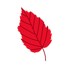 Illustration of red leaf with sharp edges. For autumn designs, seasonal decorations and nature themes. Autumn leaf.