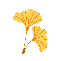 Ginkgo biloba. Traditional Chinese Medicine. Autumn leaf. Useful plant.