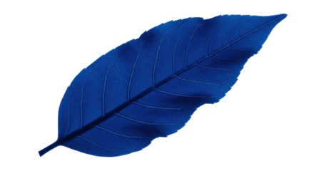 Isolated Blue Leaf