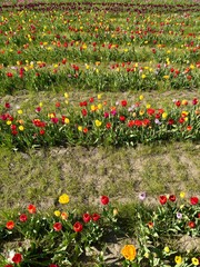 red and yellow tulips