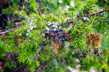 Juniper berries on a pine tree