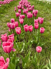 field of tulips