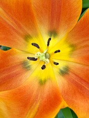 yellow tulip closeup