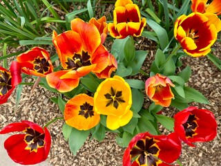 red and yellow tulips