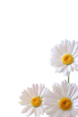 Fototapeta premium Three white daisies are arranged in a row