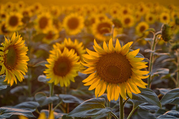 Fototapeta premium beautiful fresh sunflowers in Ukraine