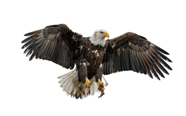 Bald eagle flying majestic bird of prey wildlife photography eagle wingspan