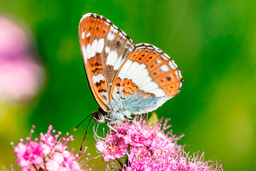 The bright daytime butterfly Camilla sits on a pink spirea bush.