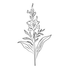Botanical line art illustration of gladiolus flower blossom