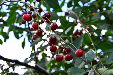 Cherry tree with ripe cherries ready for harvest