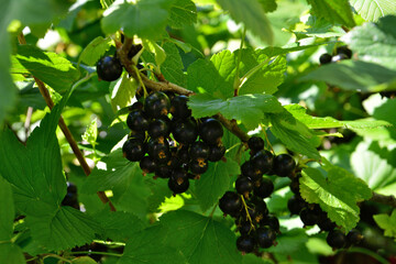 Black Currants on the Branch with Green Leaves