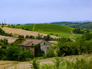 Rural landscape near Casale Monferrato and Ozzano, Alessandria province, Italy