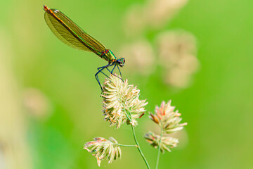 Calopteryx splendens, banded demoiselle dragonfly, on a sunny summer day