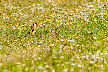 Carduelis carduelis, european goldfinch, in a meadow on a sunny summer day