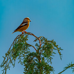 Coccothraustes coccothraustes, hawfinch, on a sunny spring day