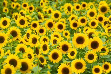 활짝 핀 해바라기 꽃밭