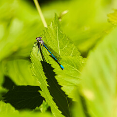 Coenagrion puella, azure damselfly dragonfly, on a sunny summer day