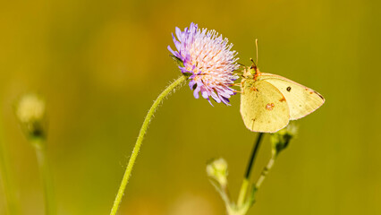 Colias alfacariensis, Berger's clouded yellow butterfly, on a sunny summer day