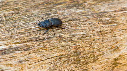 Dorcus parallelipipedus, lesser stag beetle, on a sunny summer day