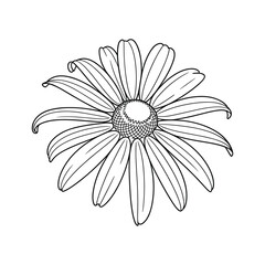 Fototapeta premium Daisy flower line art illustration bloom petal