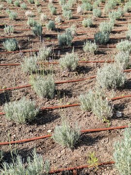Plantas de lavanda con instalaci&oacute;n de riego por goteo autom&aacute;tico en parque p&uacute;blico 