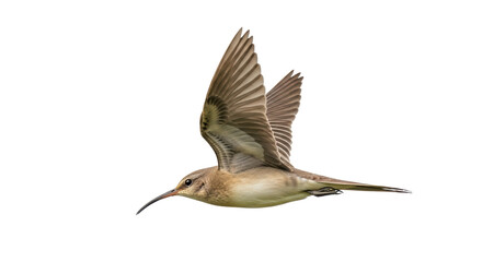 Isolated Flying Bird with Long Beak