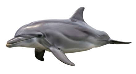 Isolated Dolphin