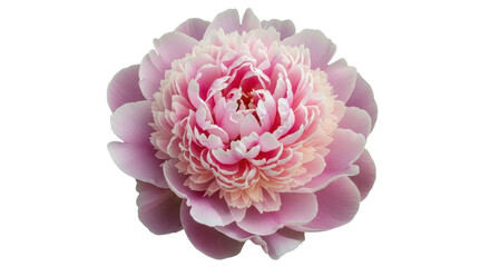 Isolated Pink Peony Blossom © Julie