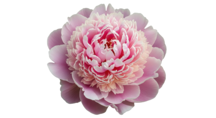 Isolated Pink Peony Blossom