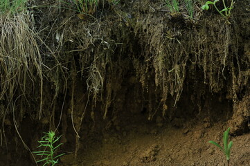 Various forest landscapes. Detailed photos of nature in the forest.
