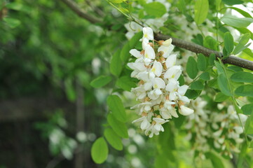 Various forest landscapes. Detailed photos of nature in the forest.
