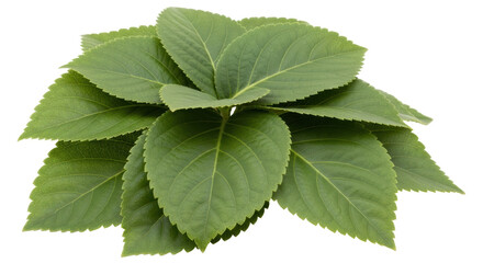 Isolated Green Leaves