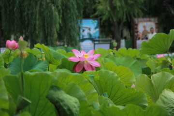 pink lotus flower