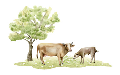 Watercolor grazing cow with baby calf on green grass meadow and tree illustration isolated on white. Pasture farm animals with wildflowers clip art for village designs. Hand drawn cattle sketch