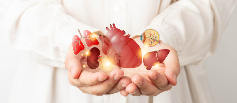 Organ donation and transplantation concept. Doctor hands holding liver, heart, eye, kidney and lung symbol. Health care and medical.
