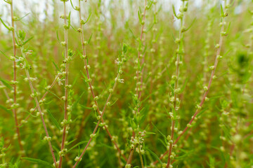 緑に茂る初夏のコキアのクローズアップ