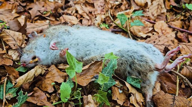 Rat lying dead on forest floor among fallen leaves, symbolizing danger of epidemic. Rodent decomposing in foliage, representing threat of infectious outbreak. Vermin decaying outdoors, posing risk of