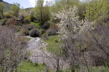 Stream flowing through green spring forest