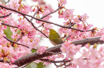 河津桜とメジロの春のひととき