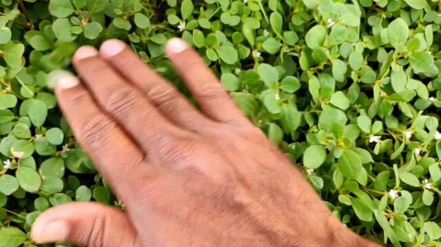 Stroking on the grass, beautiful slow motion footage