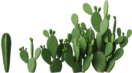 A tall columnar cactus and a group of prickly pear cacti with new growth transparent background