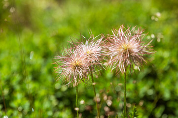Alpine Flowers in Soft Focus