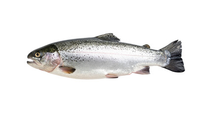 Trout fish isolated on transparent background 