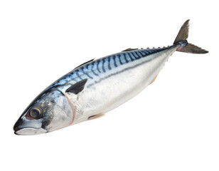 mackerel fish isolated on transparent background
