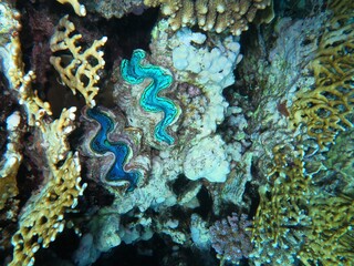 coral reef in the sea