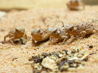 Sand Lizards Cross Desert Ground